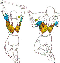 Musculos implicados en la prueba fisica de dominadas